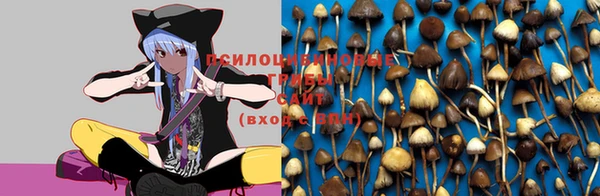 ПСИЛОЦИБИНОВЫЕ ГРИБЫ Аркадак